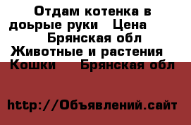 Отдам котенка в доьрые руки › Цена ­ 100 - Брянская обл. Животные и растения » Кошки   . Брянская обл.